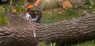  Leon, IA Tree Services Pros